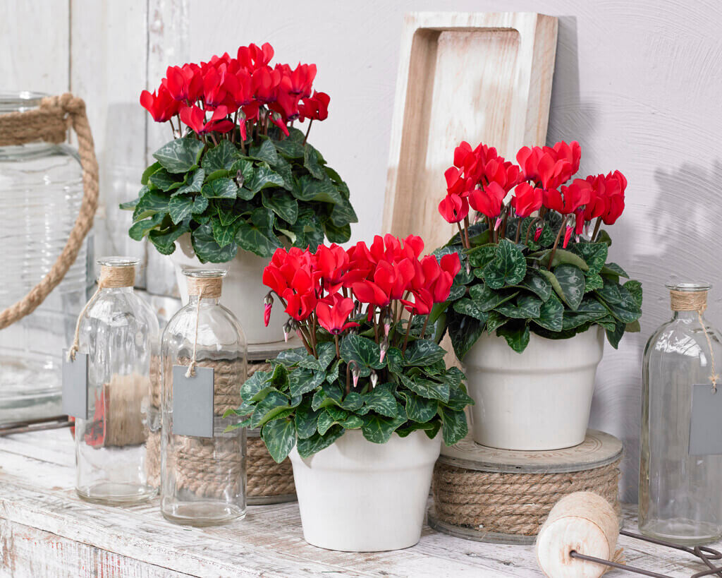 The 5 Best Winter Bedding Plants To Brighten Your Garden Gardening