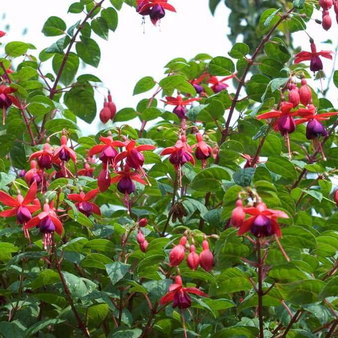 10 Best Shrubs for Borders Gardening Tips, Advice and Inspiration