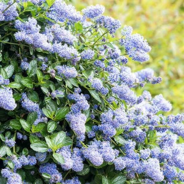 10 Best Shrubs for Borders Gardening Tips, Advice and Inspiration