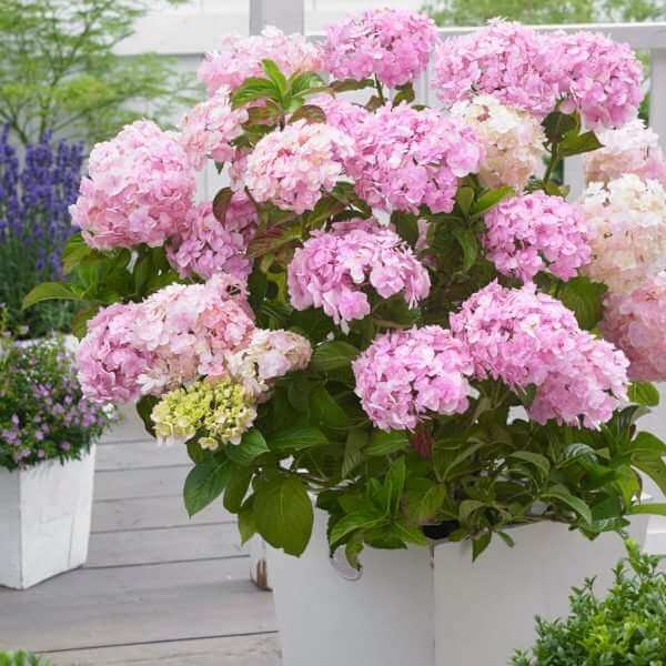 10 Best Shrubs for Borders Gardening Tips, Advice and Inspiration