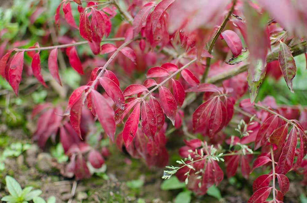 10 Best Shrubs for Borders Gardening Tips, Advice and Inspiration