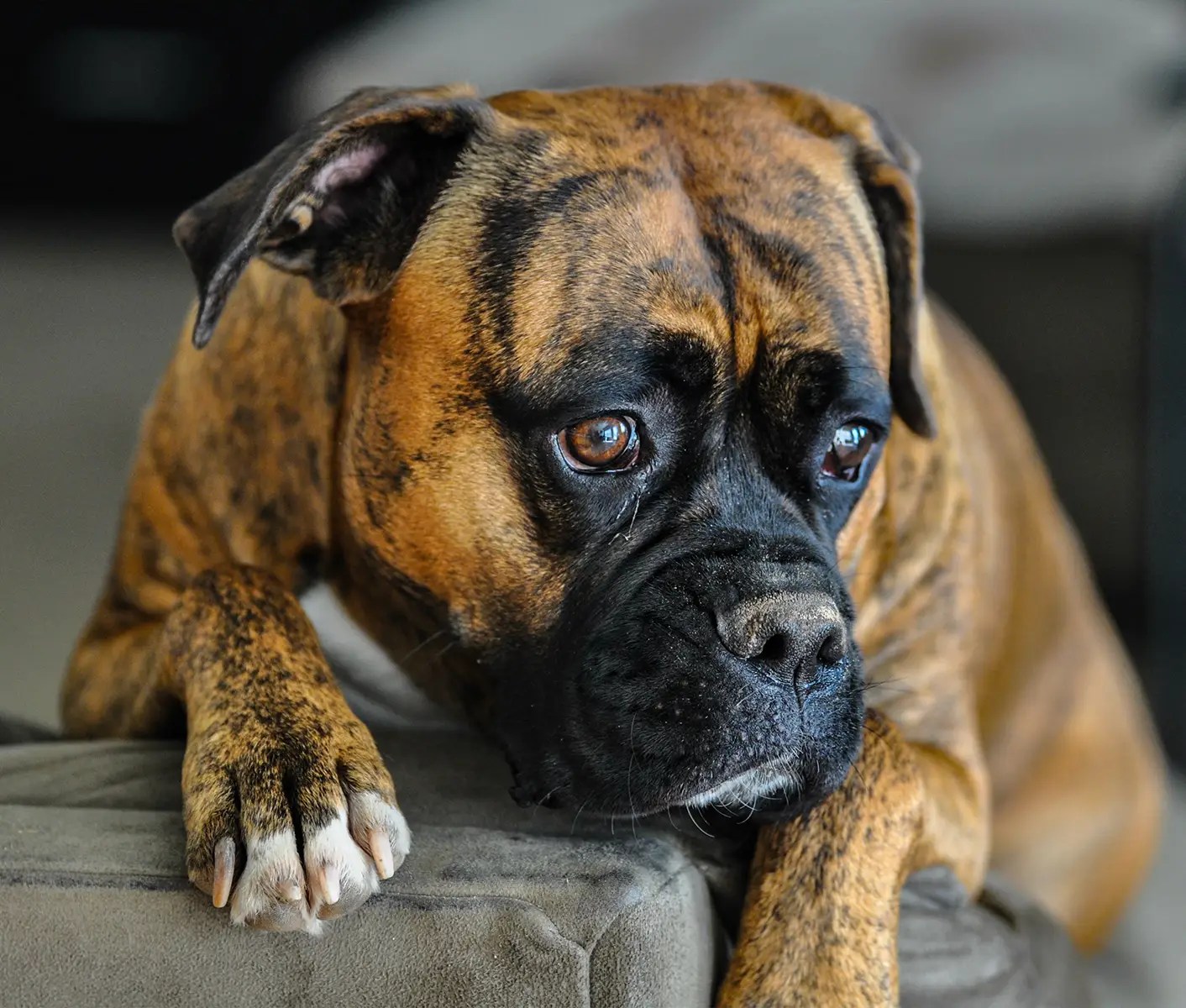 How Serious Is Cherry Eye In Dogs