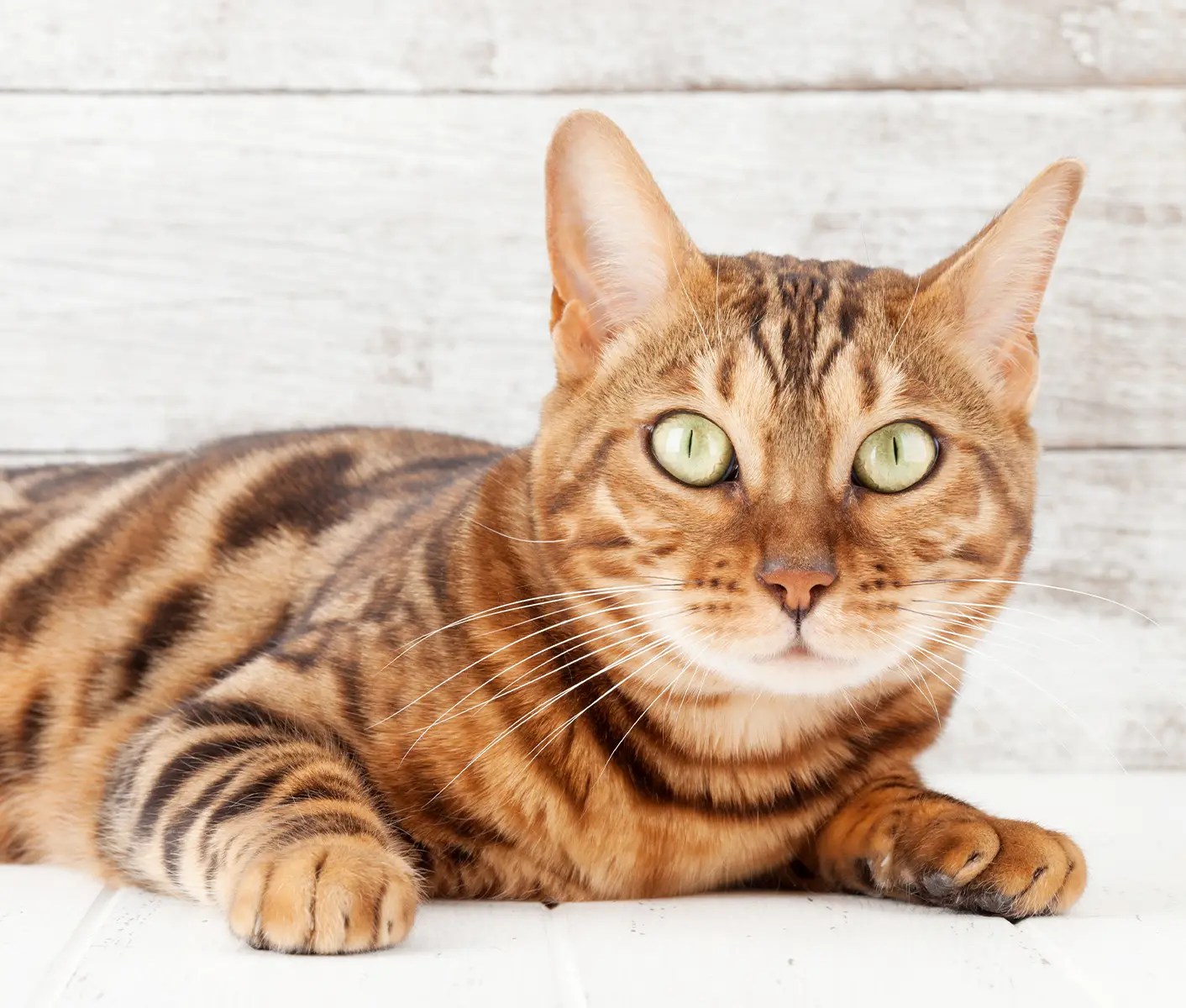 Cat In Heat (Estrous Cycles) Signs, Symptoms Care, 55 OFF