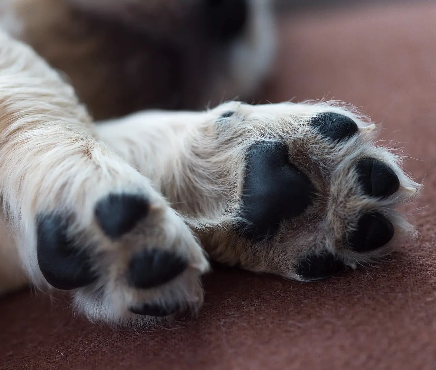 How To Protect Dog Paws And Pads
