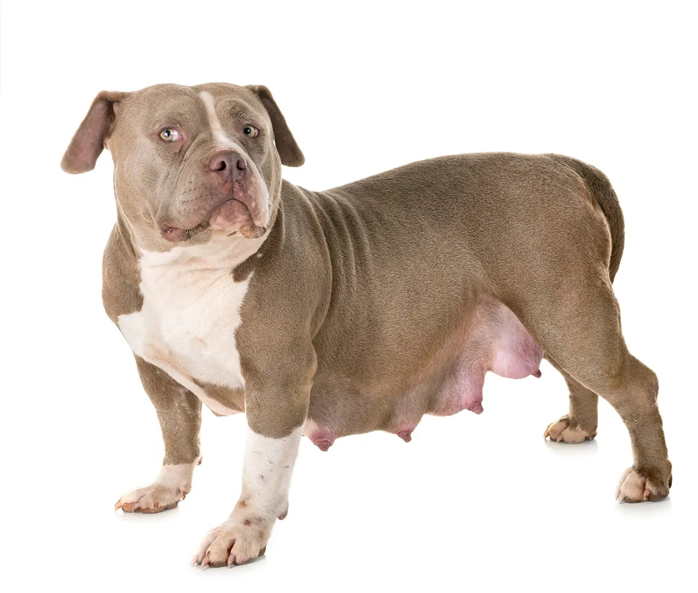 Can Too Much Calcium Hurt A Dog