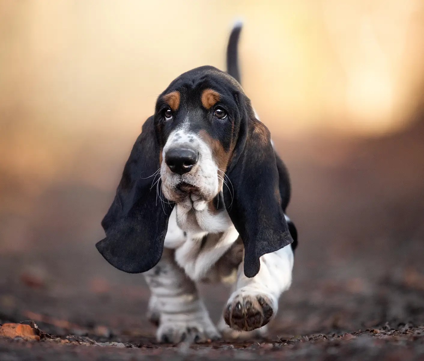 What Causes Oily Skin In Dogs