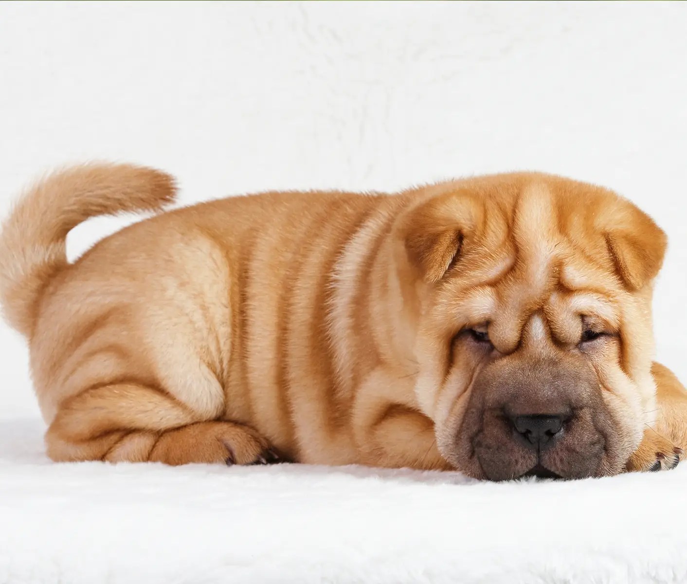 What Is Skin Fold Dermatitis In Dogs