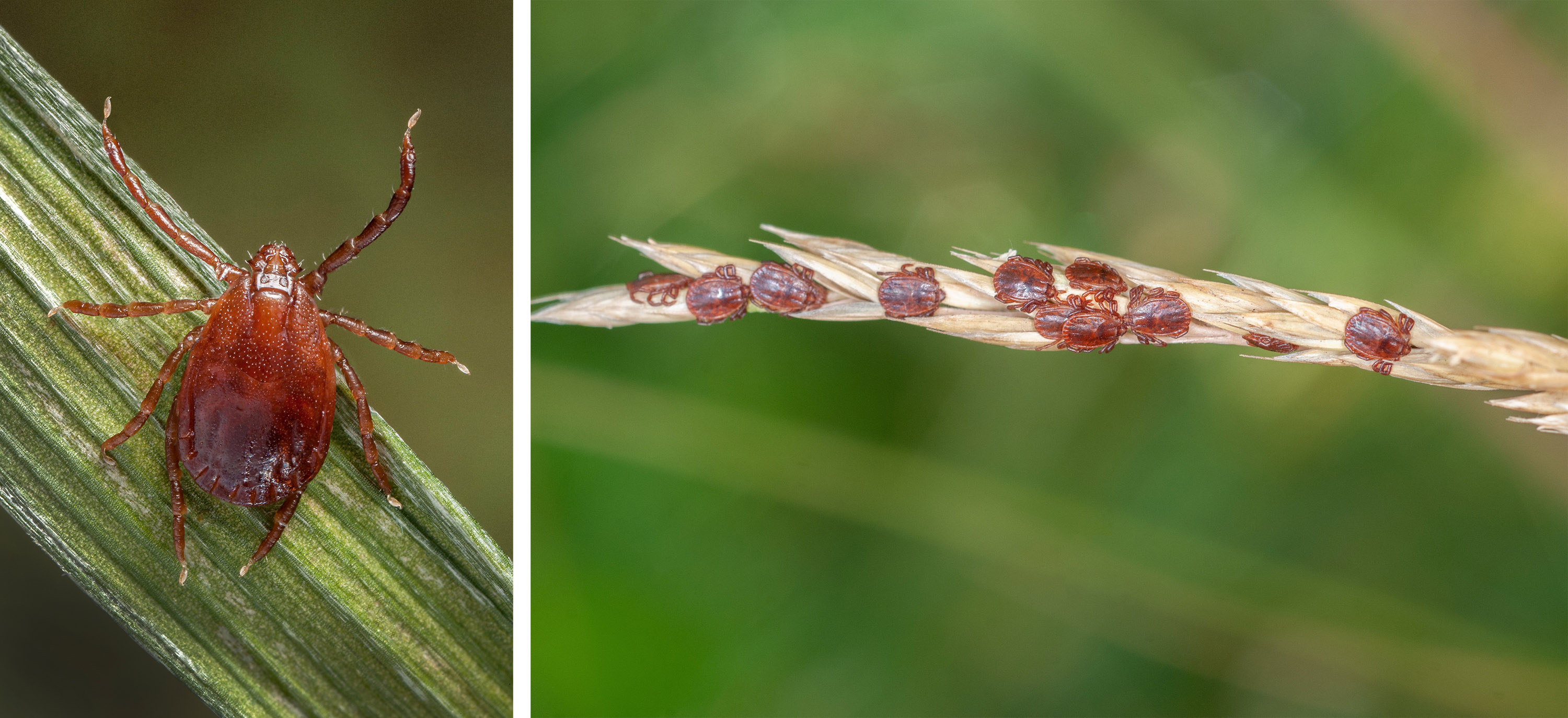 A new tickborne disease is killing cattle in the US