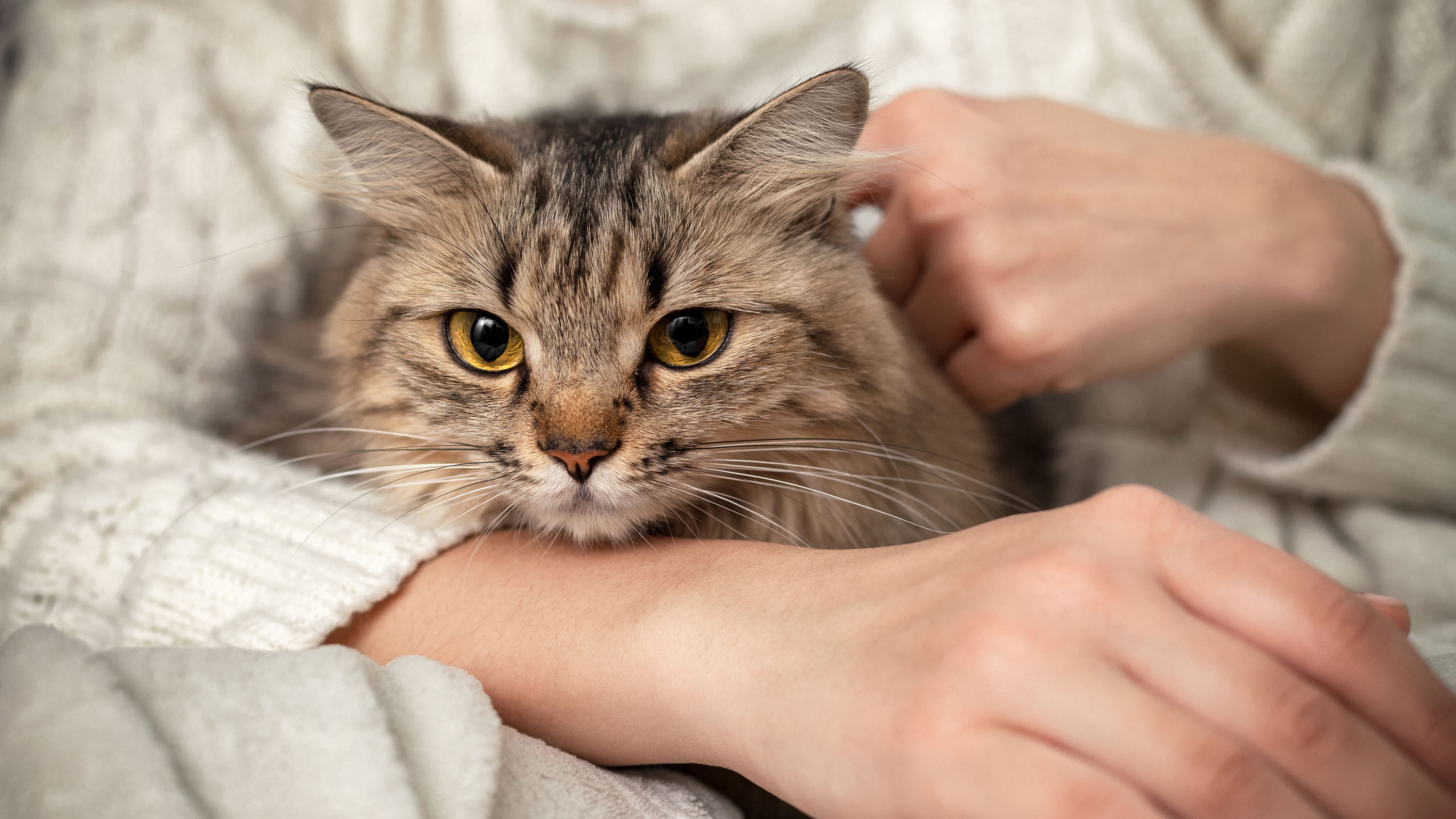 Can’t bear to say goodbye to your pet? Biotech’s got you covered.