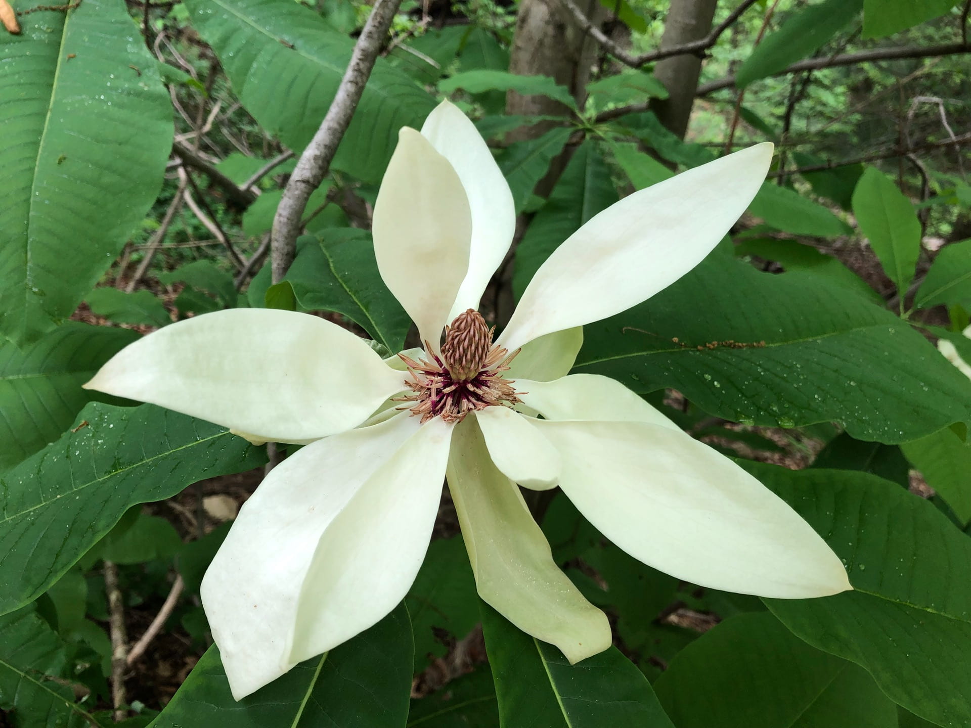 Umbrella Magnolia Glen Arboretum