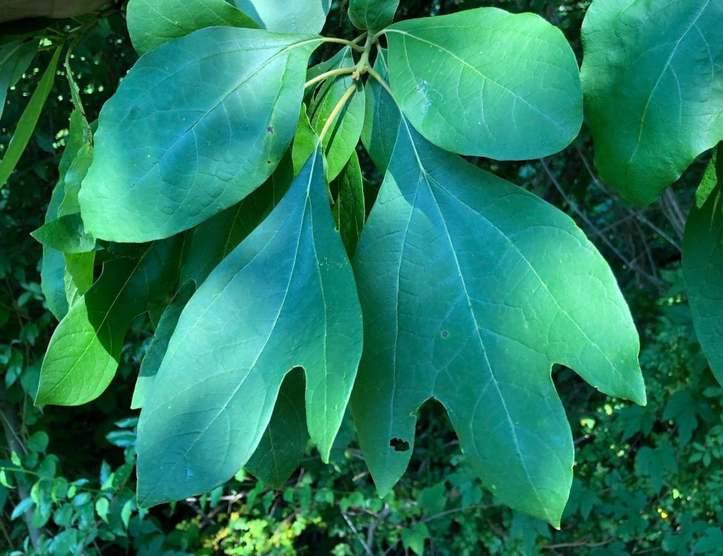 Sassafras Glen Arboretum