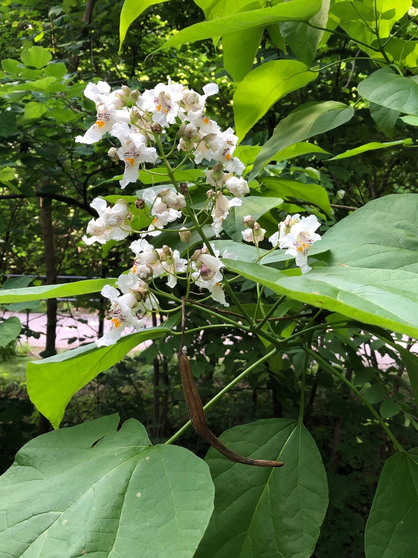 Northern Catalpa Glen Arboretum