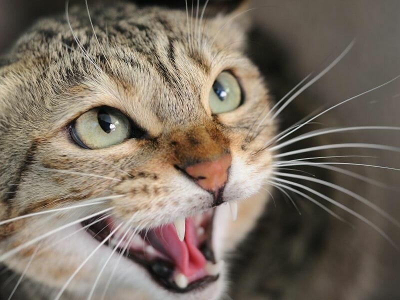 Why Do Cats Hiss? [9 Possible Reasons Why Cats Hiss] Waldo's Friends