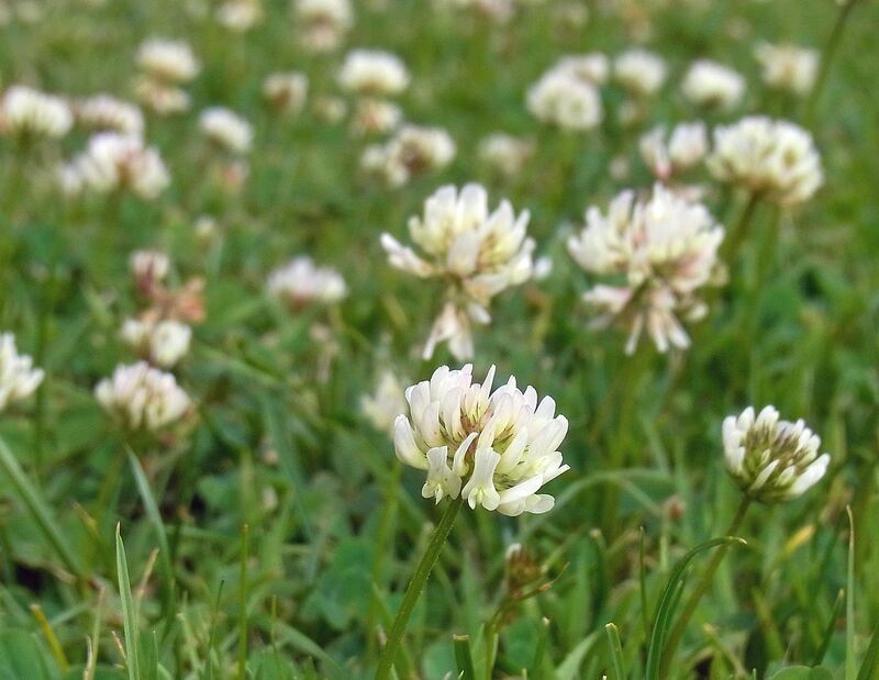 11 Common Lawn Weeds in Pennsylvania How To Identify and Control Them