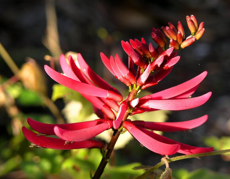 14 Best Native Plants for Jacksonville, FL Wikilawn
