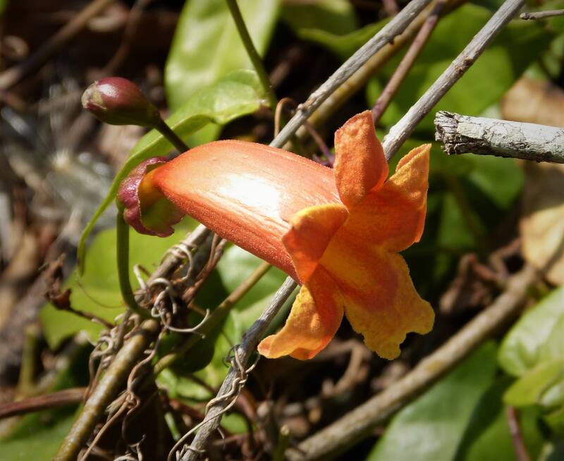 9 Best Native Plants for Your Baton Rouge Landscape Wikilawn