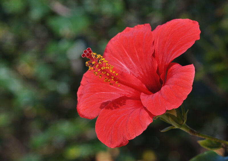 9 Best Native Plants for Your Baton Rouge Landscape Wikilawn