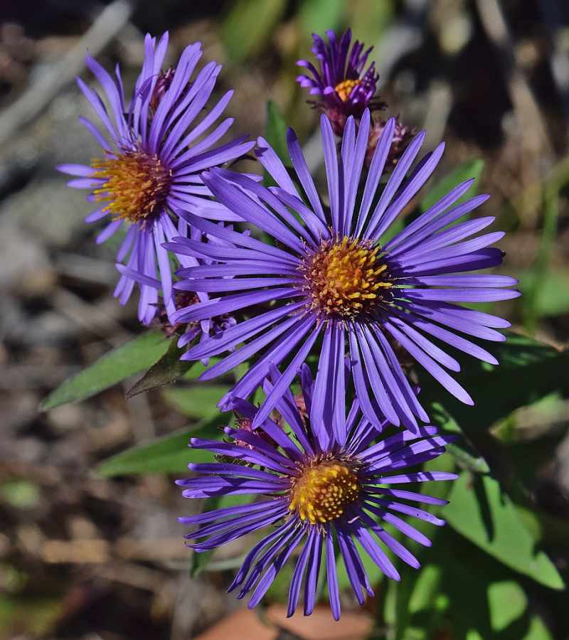 11 Best Native Plants for Pittsburgh