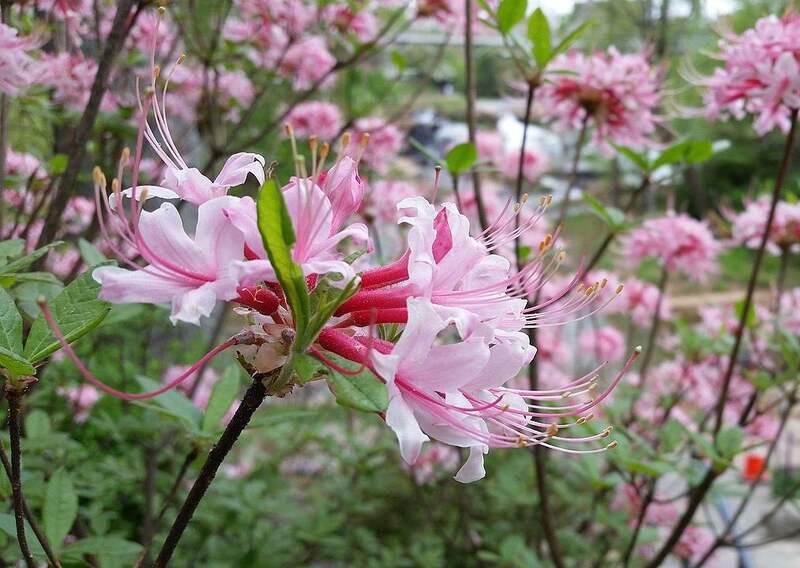 14 Best Native Plants for Jacksonville, FL Wikilawn