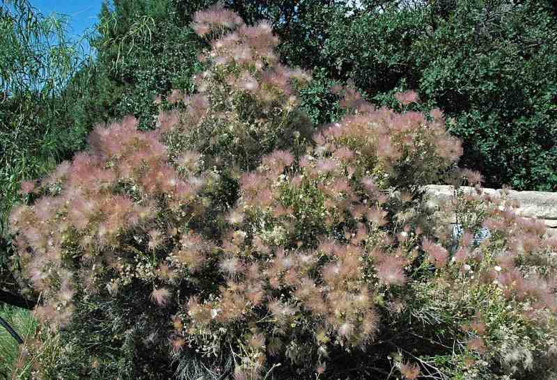 9 Best DroughtTolerant Plants for Utah Landscaping