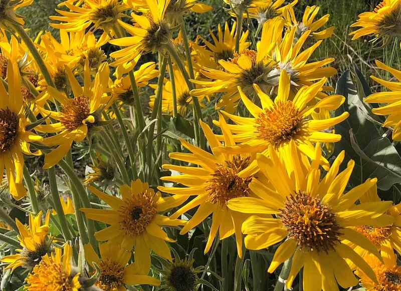 10 Best Native Plants for Idaho Wikilawn