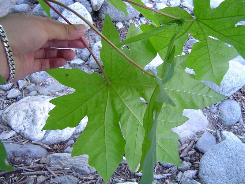 9 Best Native Plants for Portland, Oregon