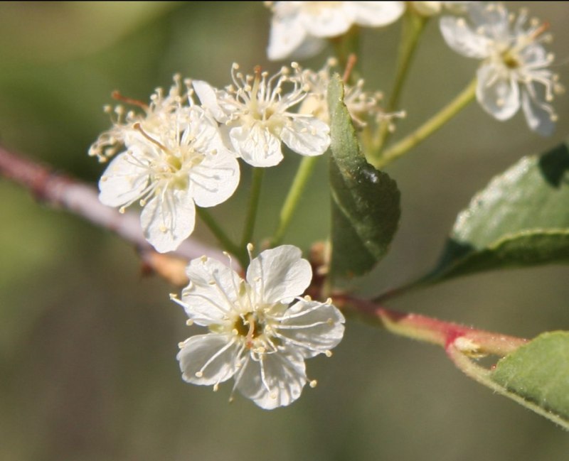 9 Best Native Plants for Portland, Oregon