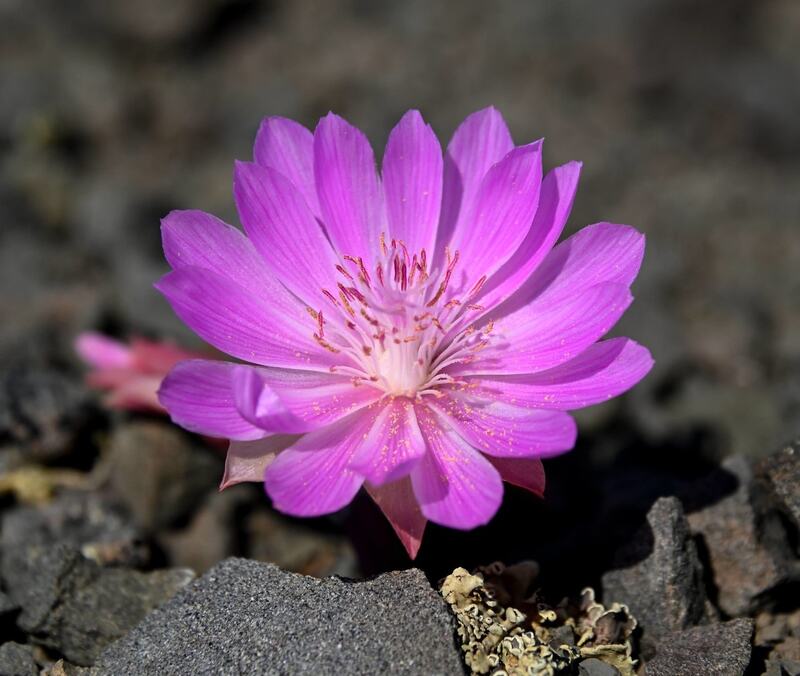 20 Best Native Plants for Montana Wikilawn