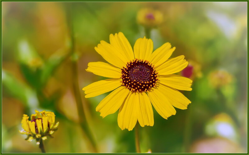 10 Best Native Plants for Southern California Wikilawn