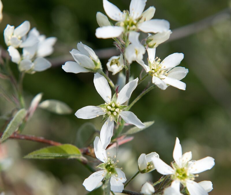 19 Stunning Native Plants for Delaware Gardens