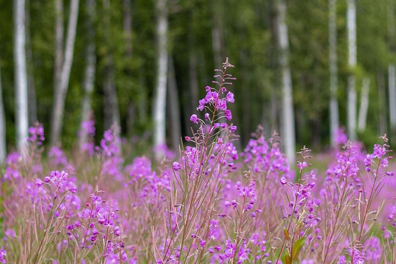 9 Best DroughtTolerant Plants for Utah Landscaping