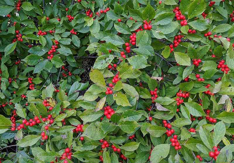 11 Best Native Plants for New England