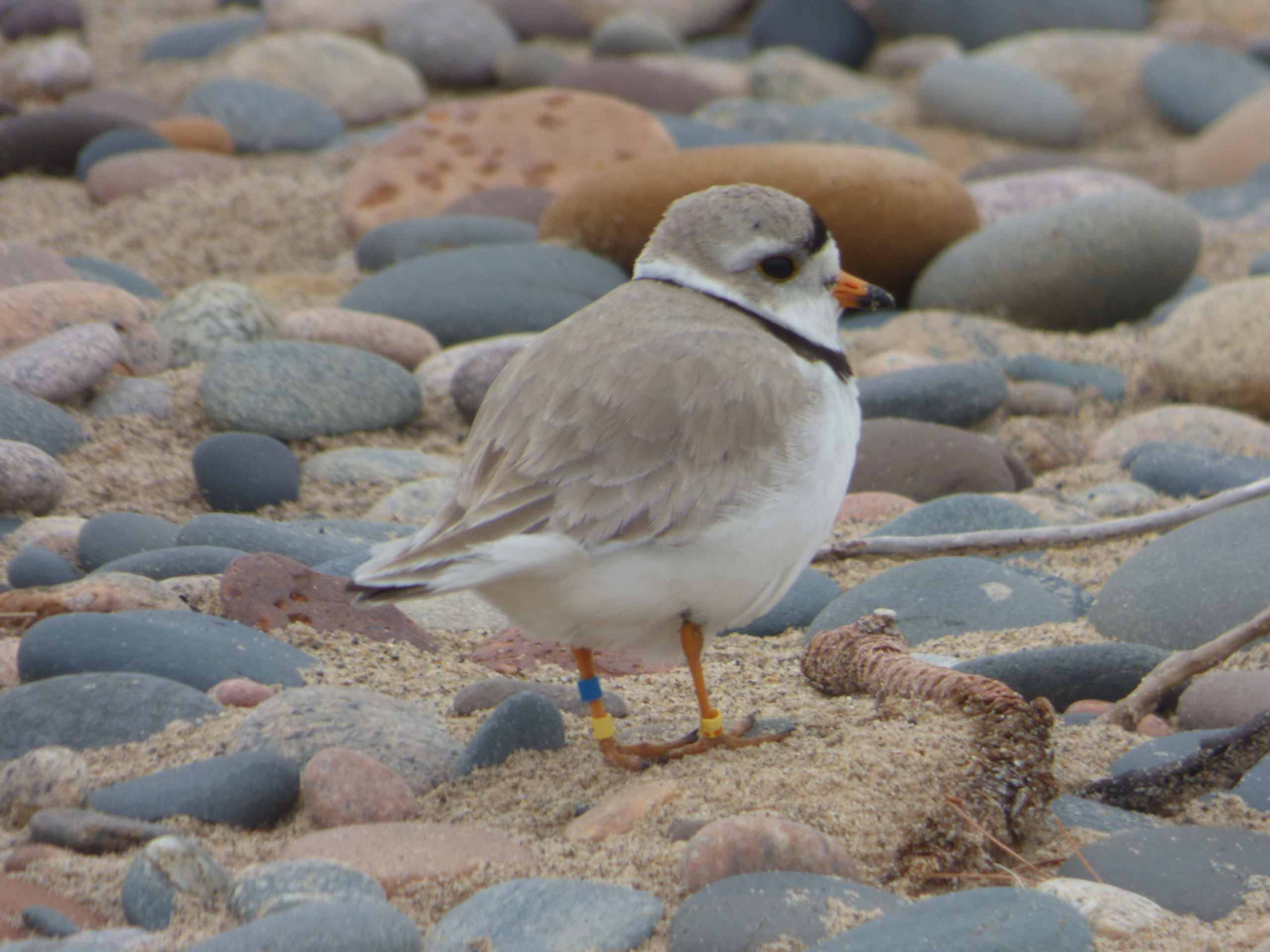 Piping Plover Update 5/22/23 Whitefish Point Bird Observatory