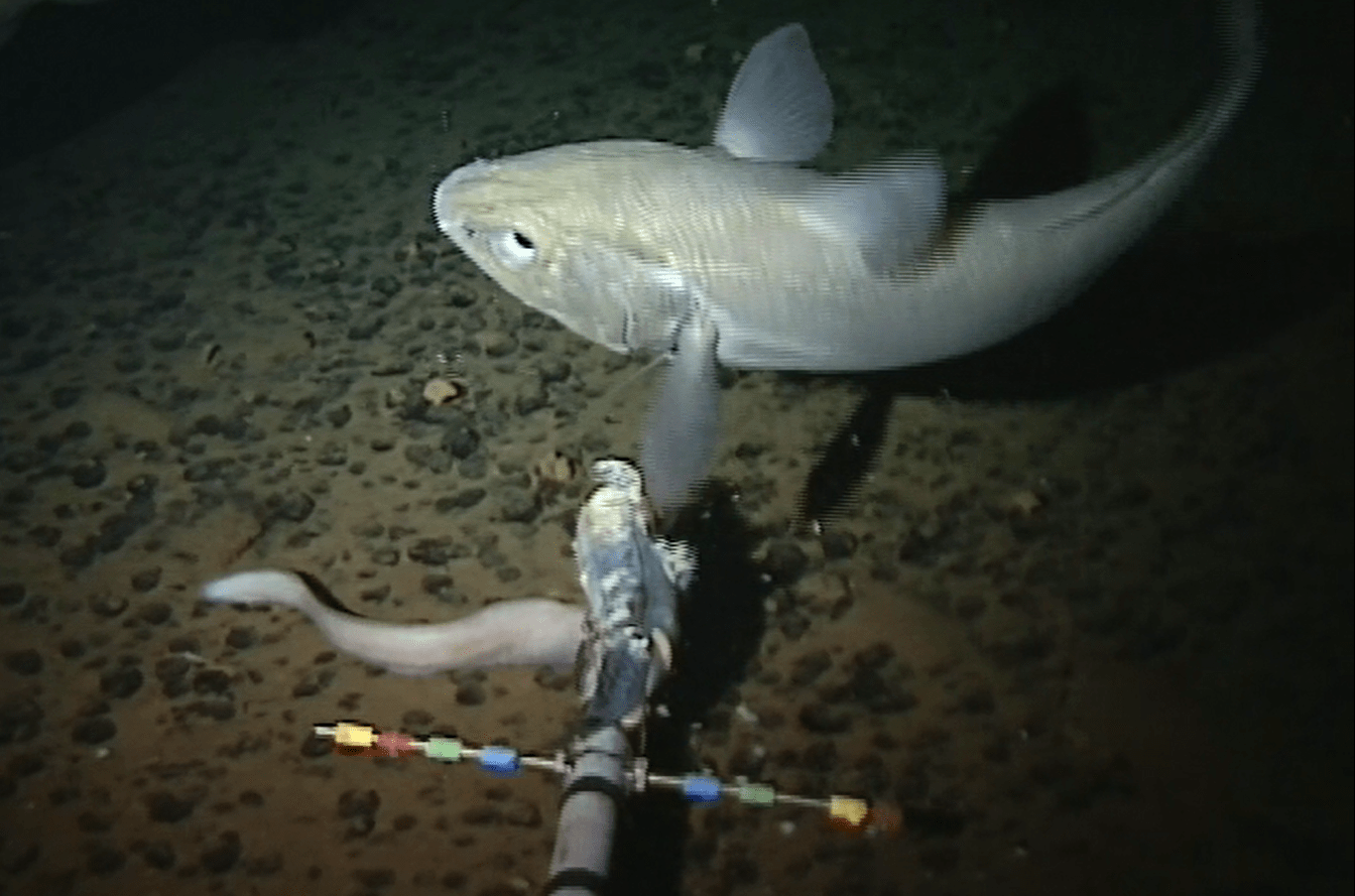 VIDEO World's deepest fish discovered in Mariana Trench by Aberdeen