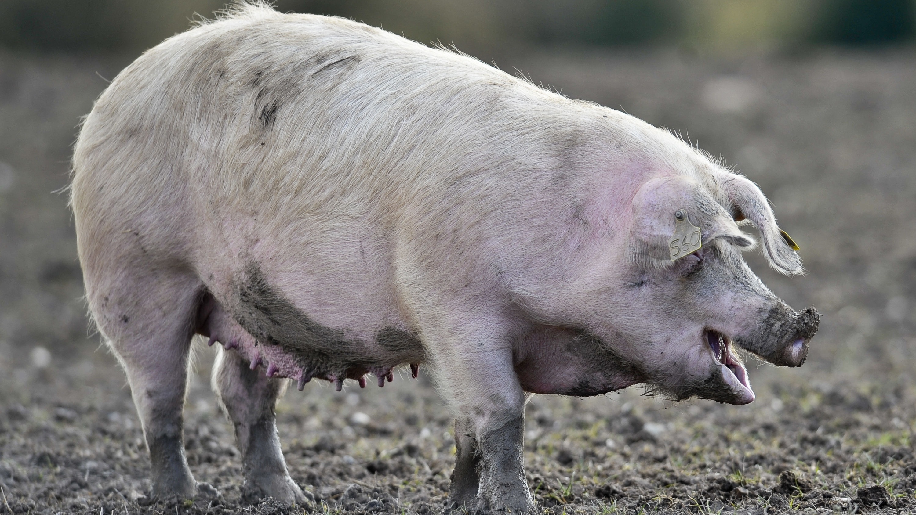 Scientists create the first ever humanpig hybrid The Sunday Post