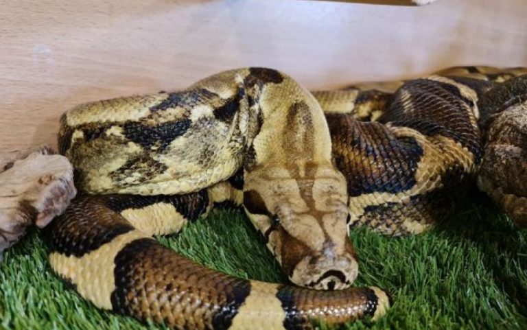 Pet of the week Rescue snake Buddy needs a new home The Sunday Post