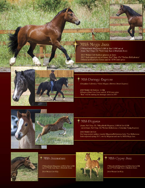 Welsh Pony & Cob Society of America You Never Outgrow A Welsh!