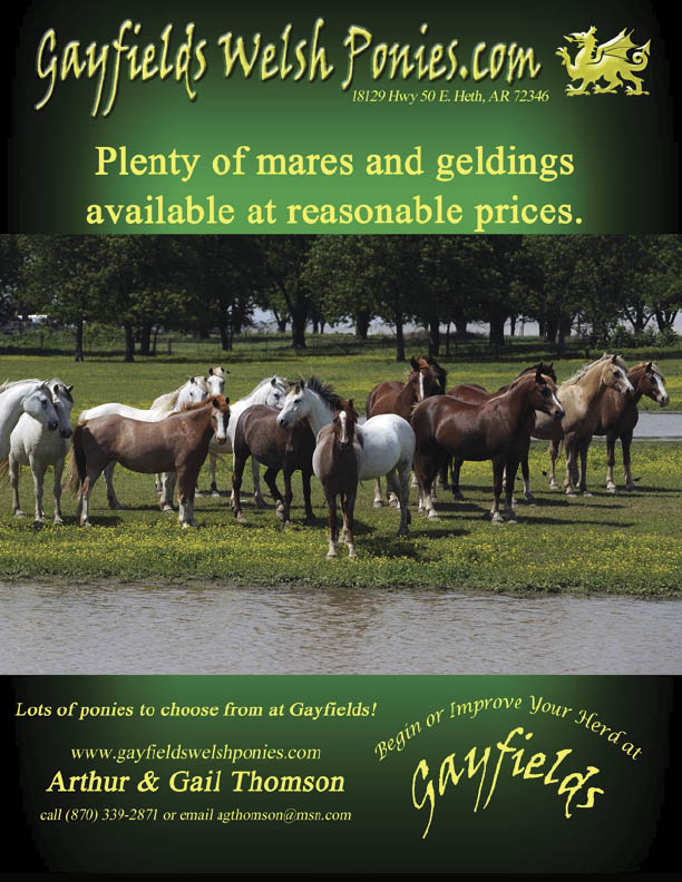 Welsh Pony & Cob Society of America You Never Outgrow A Welsh!