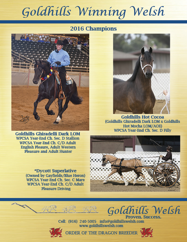 Welsh Pony & Cob Society of America You Never Outgrow A Welsh!