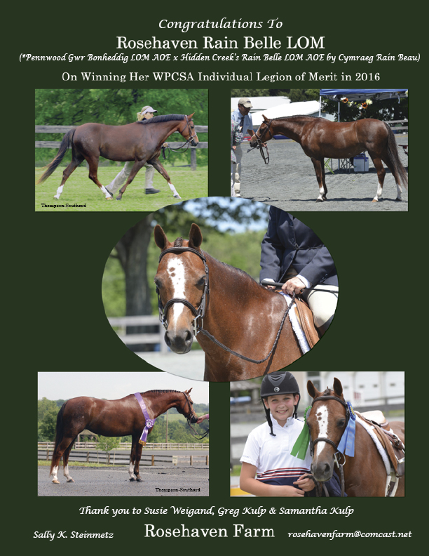 Welsh Pony & Cob Society of America You Never Outgrow A Welsh!
