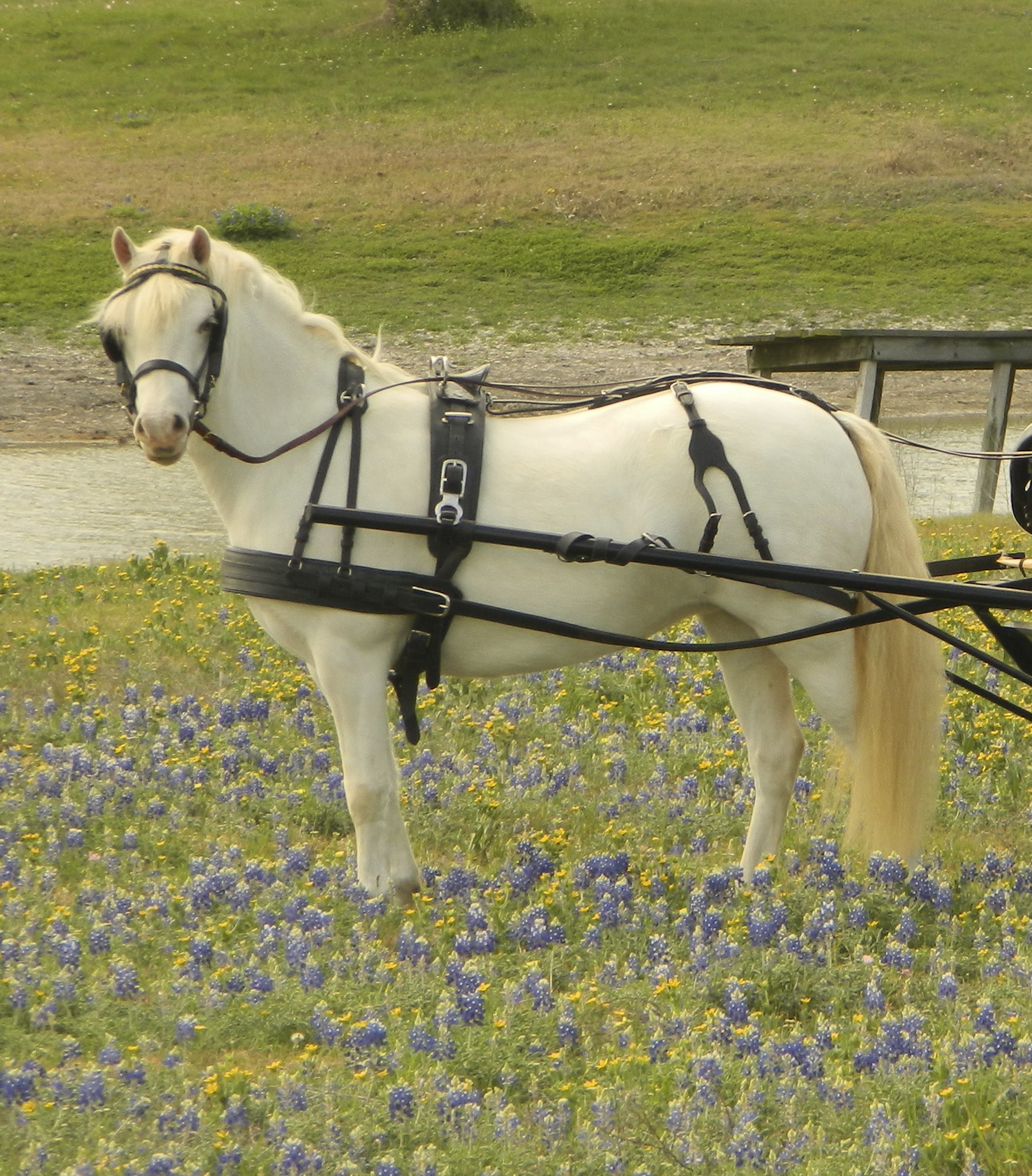 About Our Breed Welsh Pony & Cob Society of America