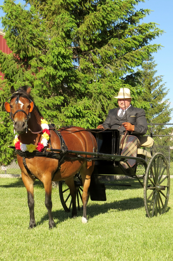 About Our Breed Welsh Pony & Cob Society of America