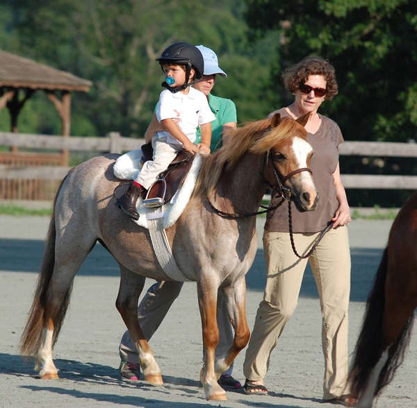 About Our Breed Welsh Pony & Cob Society of America