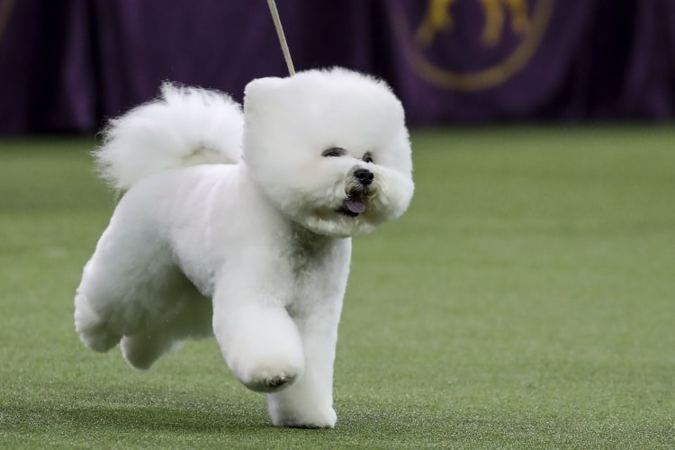 Bichon Frisé Wiki Pets