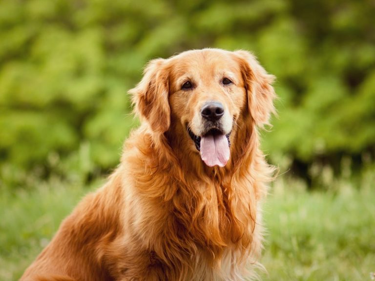 Origem do Golden Retriever Wiki Pets