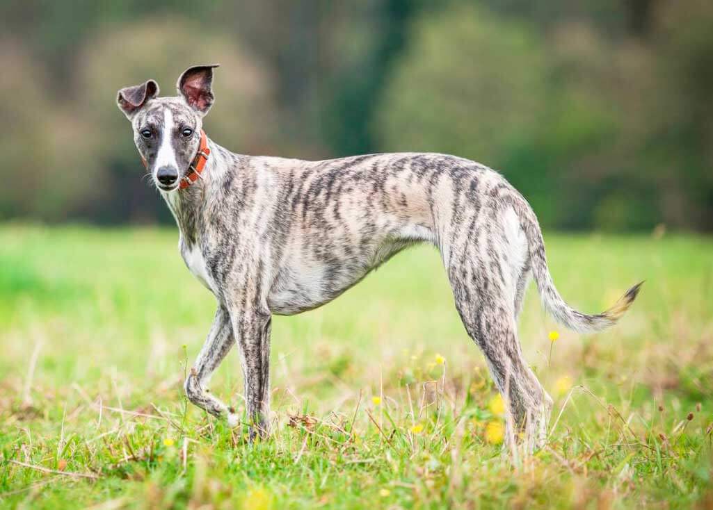Whippet Wiki Pets