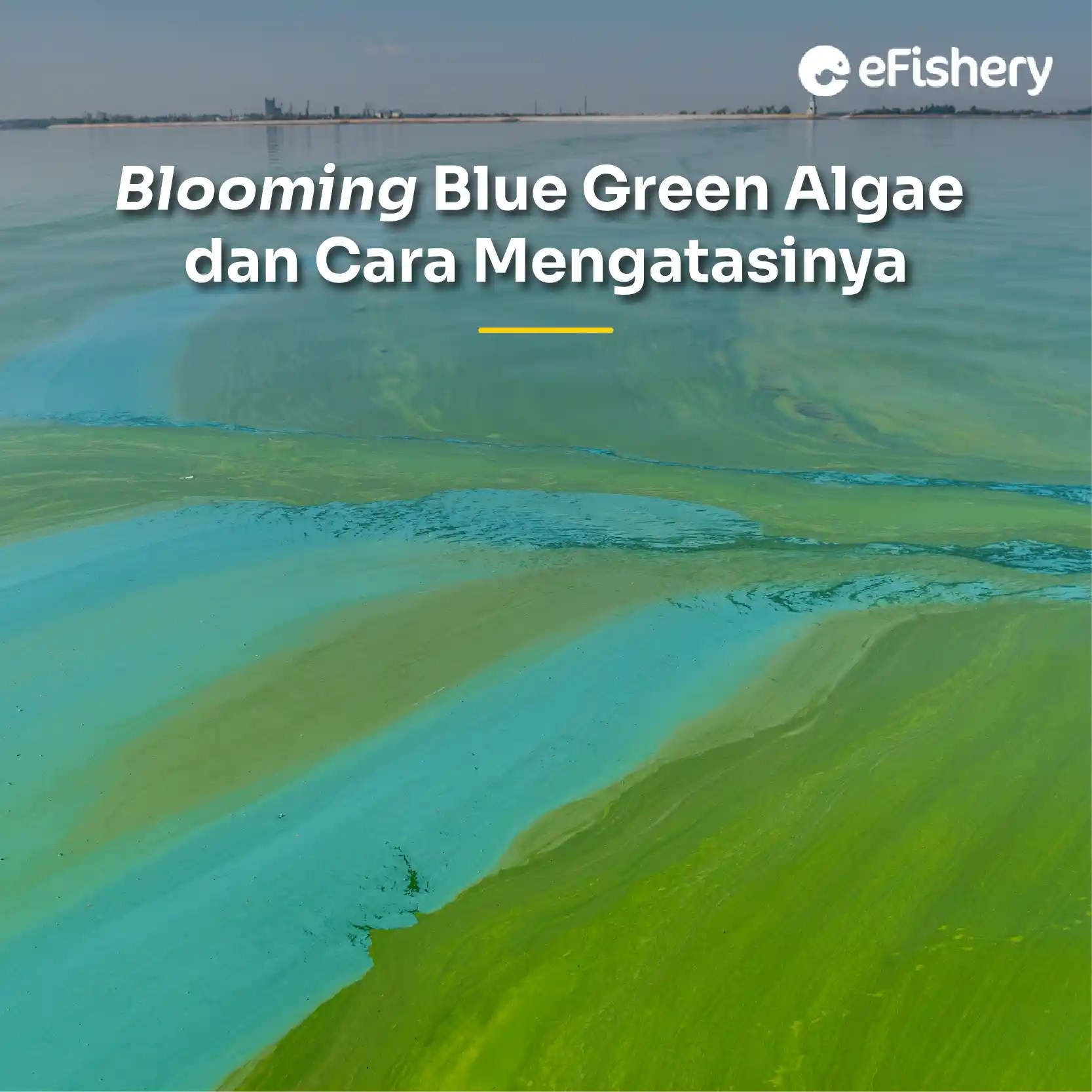 Blooming Blue Green Algae dan Cara Mengatasinya
