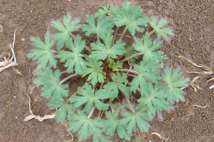 Weed Identification W.P. Law, Inc. South Carolina