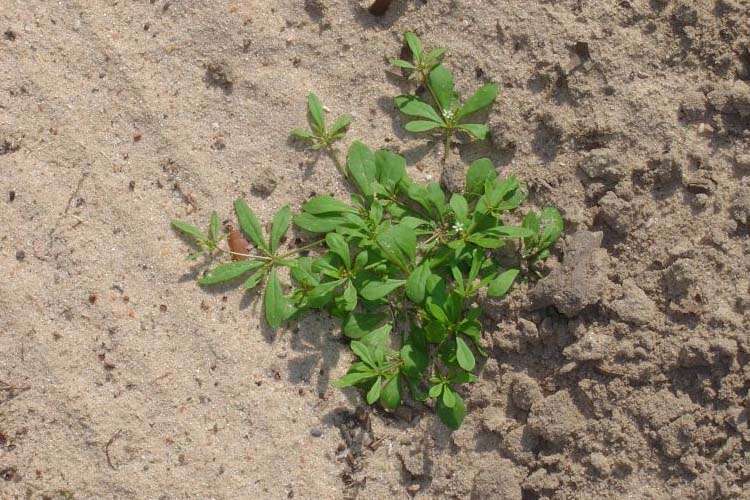 Carpetweed W.P. Law, Inc. South Carolina