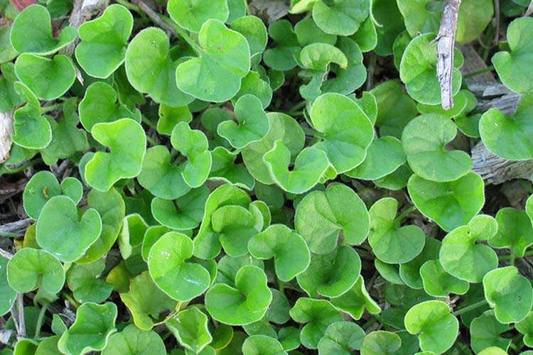 Common South Carolina Weeds at Consuelo Collins blog